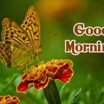 good morning hd images