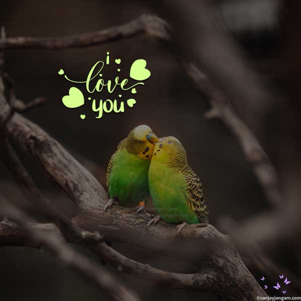 1000+ Love Images [HD]: Download Free Photos of Love