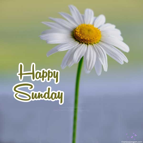 good morning happy sunday hd images