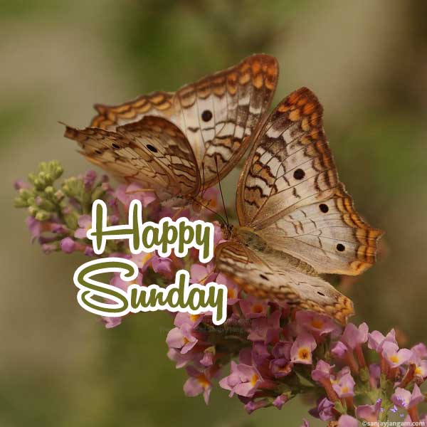 good morning images sunday special