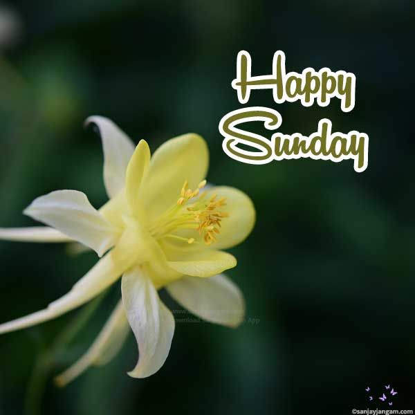 good morning sunday images hd