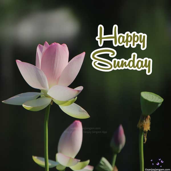 happy sunday good morning images