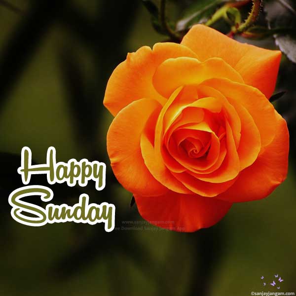 have a wonderful sunday images