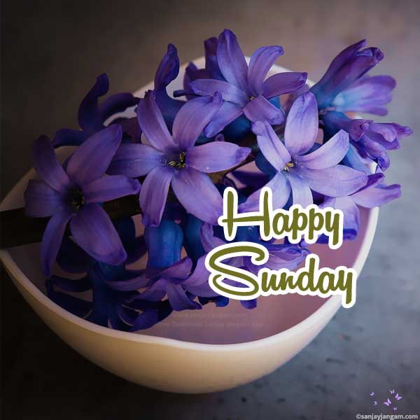 Happy Sunday Images | 1000+ Good Morning Sunday Images |