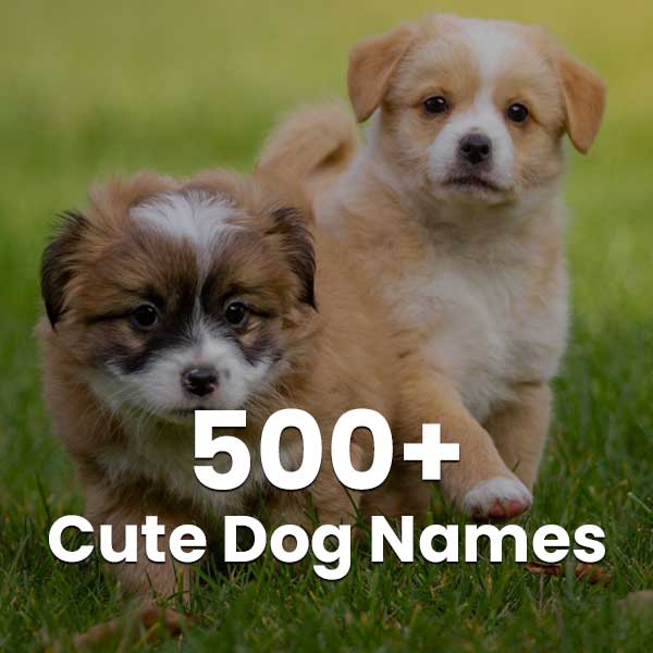 cute dog names