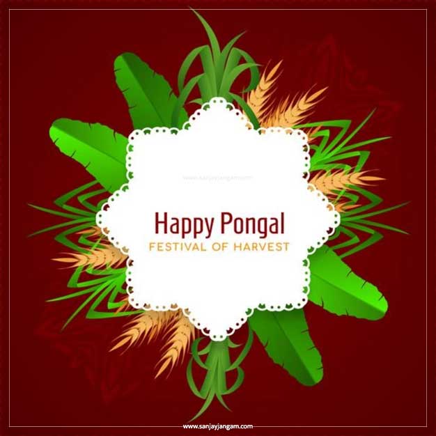 pongal cartoon images