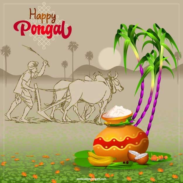 pongal celebration images