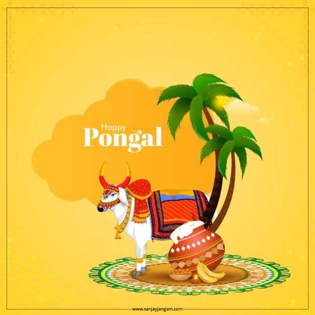 pongal cow images