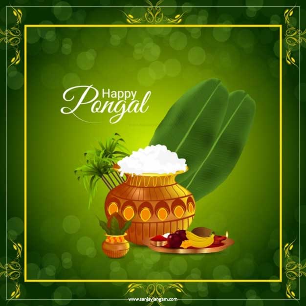 Happy Pongal Images | 1000+ Pongal Wishes | Sanjay Jangam