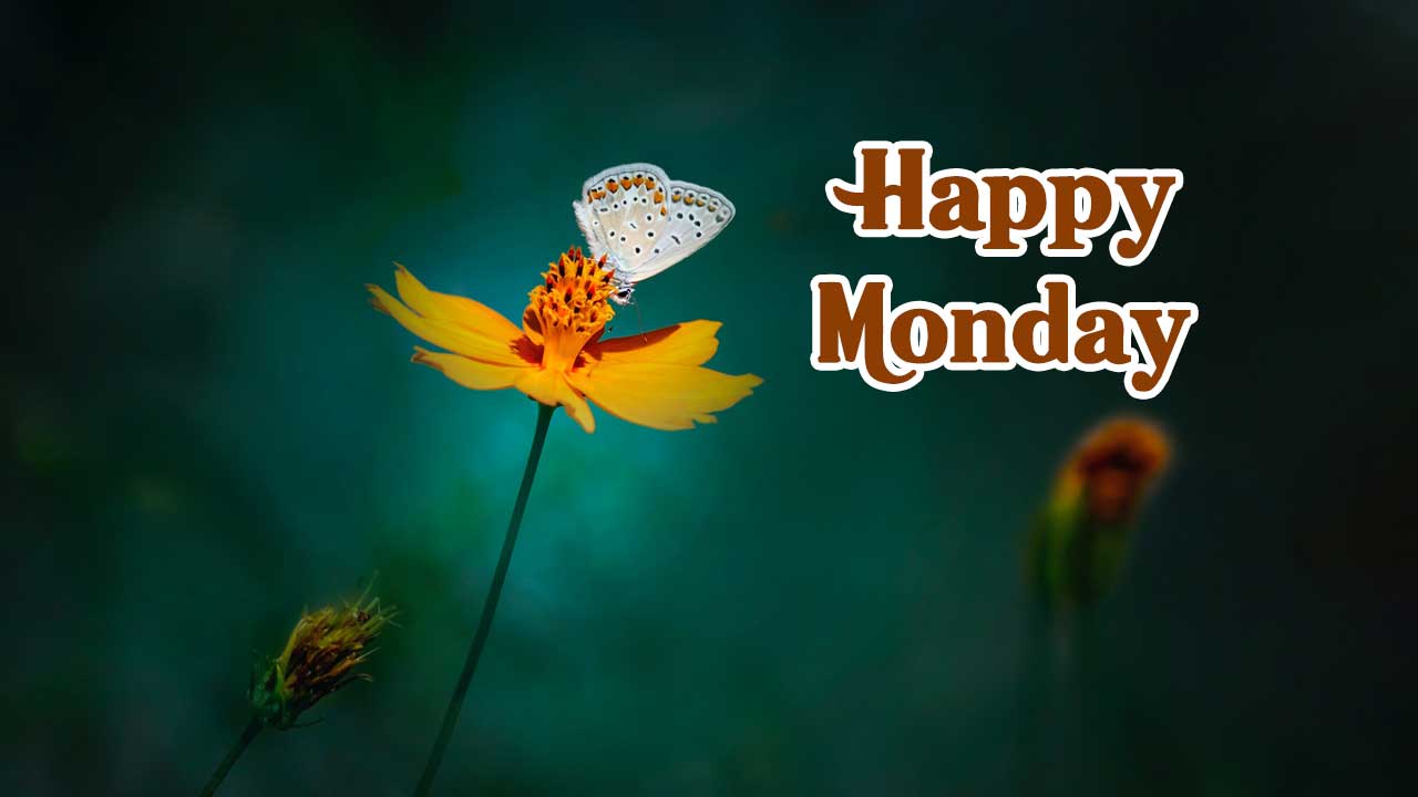 Happy Monday Images | 1000+ Monday Greetings Images | Sanjay Jangam