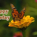 beautiful happy tuesday images