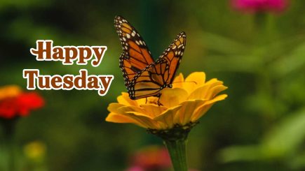 beautiful happy tuesday images