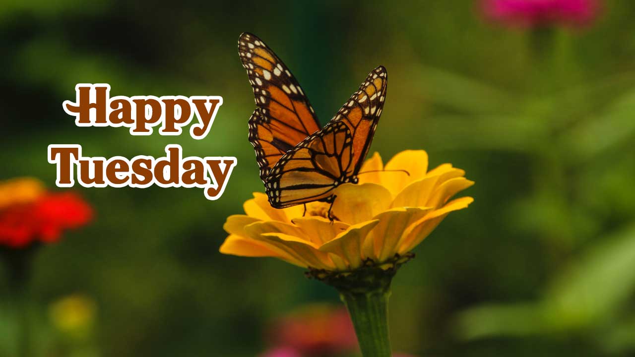 Happy Tuesday Images | 1000+ Tuesday Good Morning Images | Sanjay ...