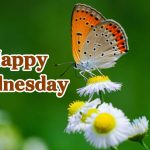 beautiful happy wednesday images