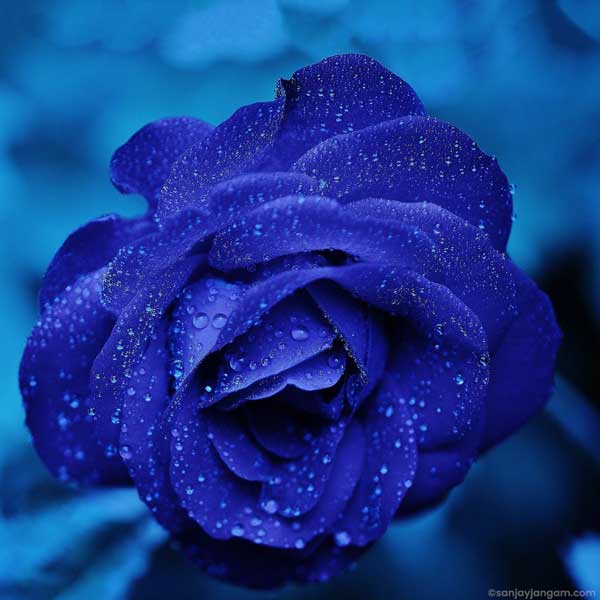 blue rose images