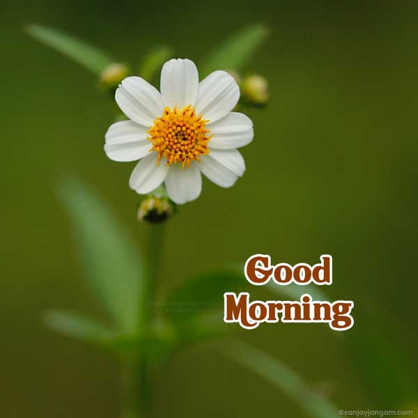 cute good morning images
