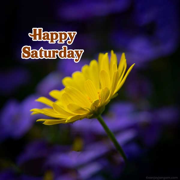 free happy saturday images