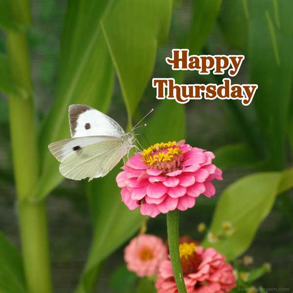 free happy thursday images