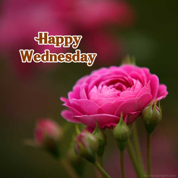 free happy wednesday images