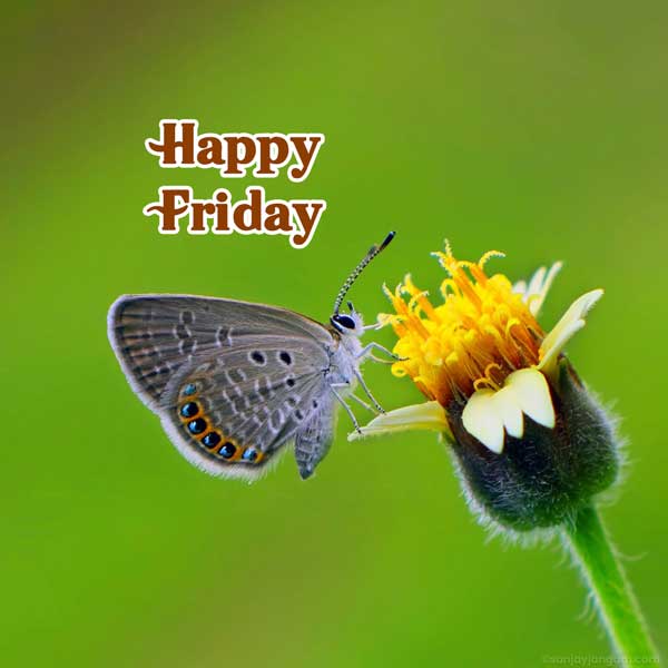 Happy Friday Images | 1000+ Happy Friday Pics & Photos | Sanjay Jangam