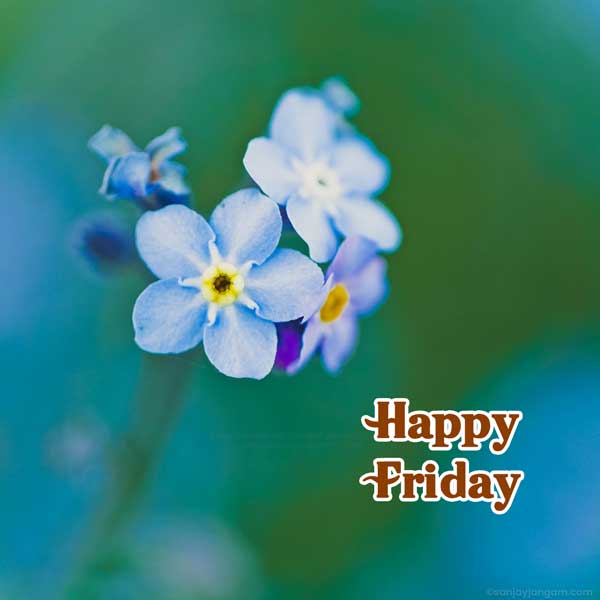 friday greetings images