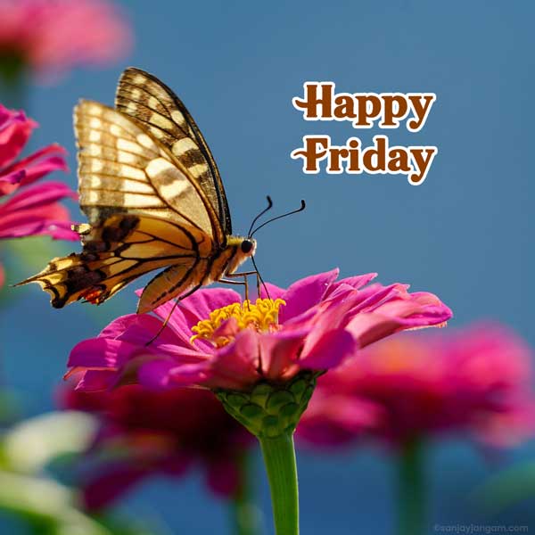 friday morning greetings images