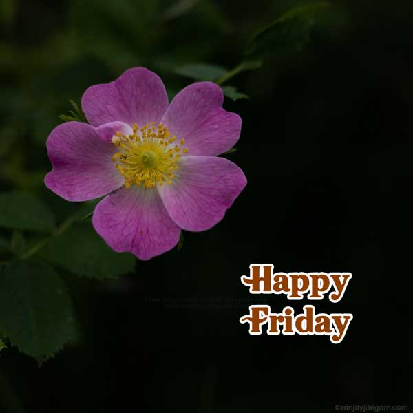 friday morning wishes images