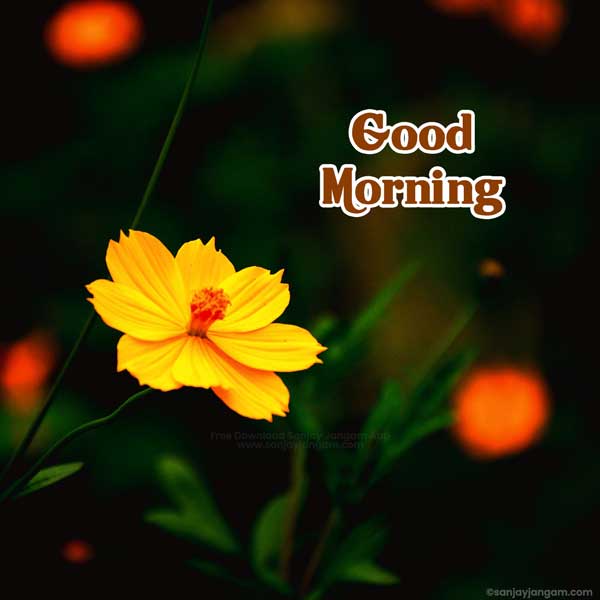 gm images