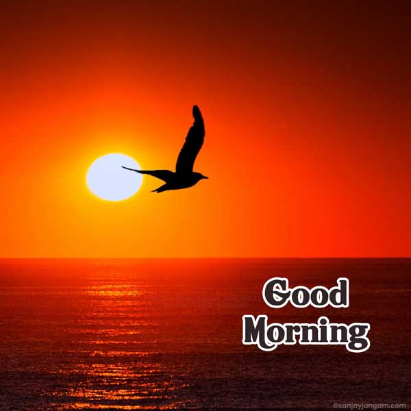 gm pic