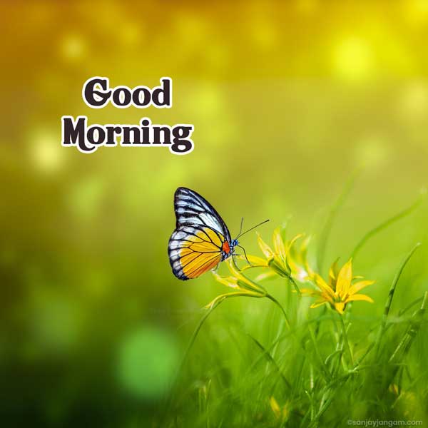 good morning 4k hd images