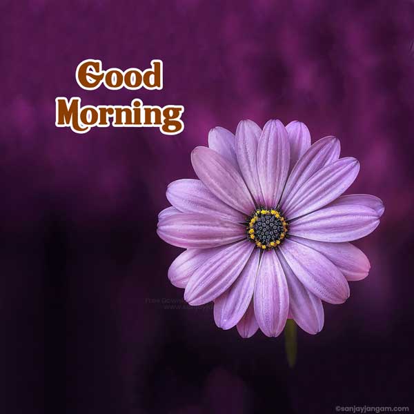 good morning all images