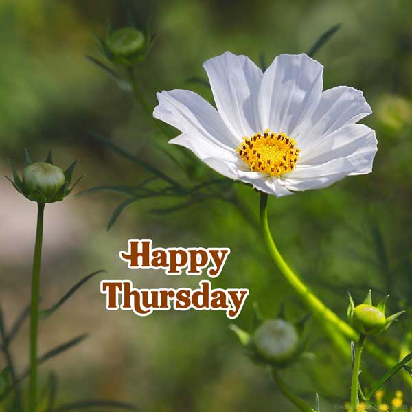 good morning and happy thursday images