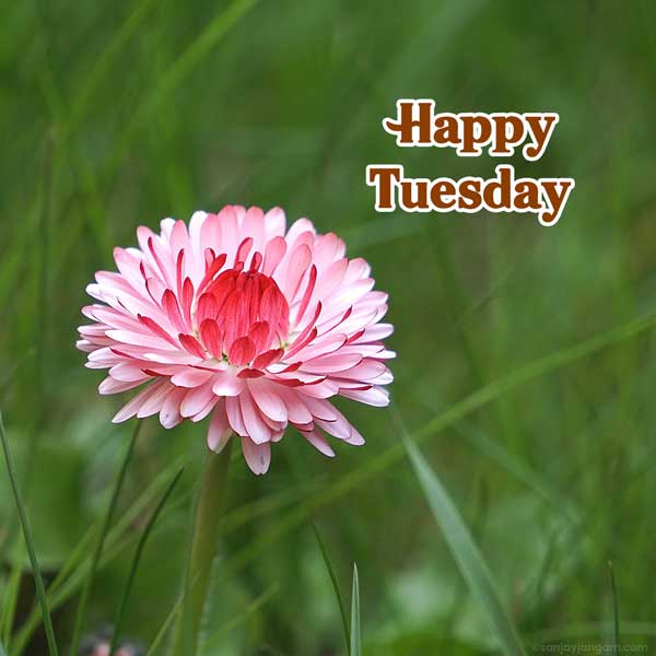 good morning and happy tuesday images