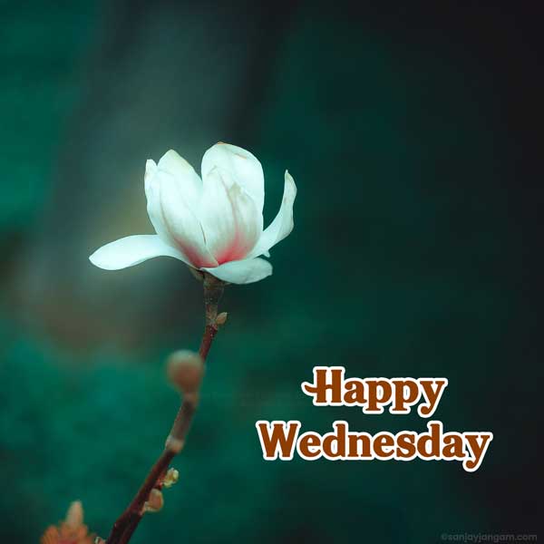good morning and happy wednesday images