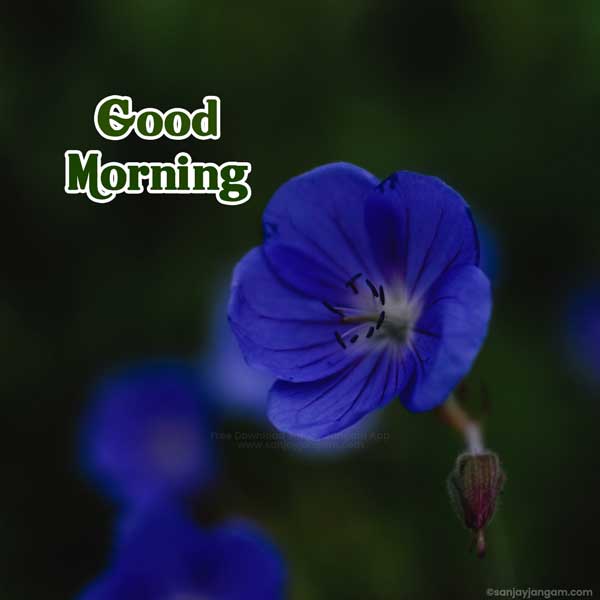good morning beautiful flowers