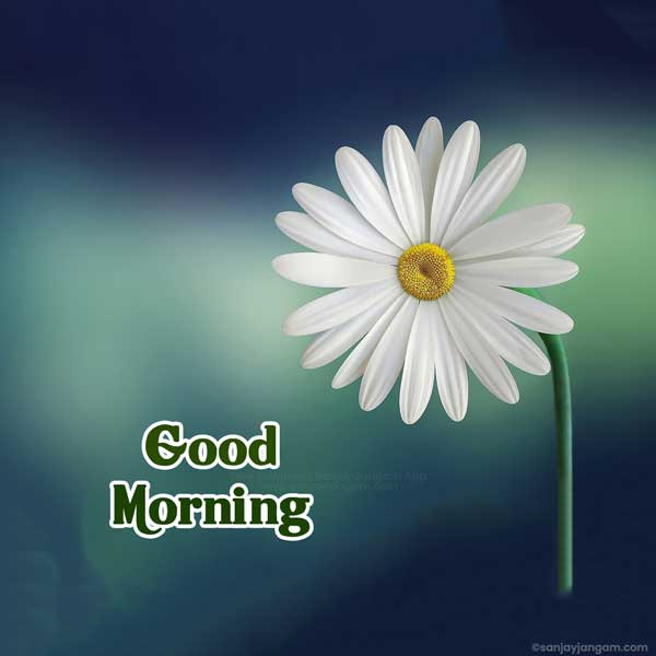 good morning beautiful images