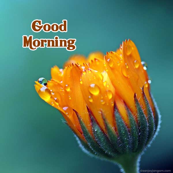 good morning beautiful pics