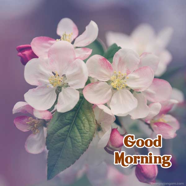 good morning blessings images