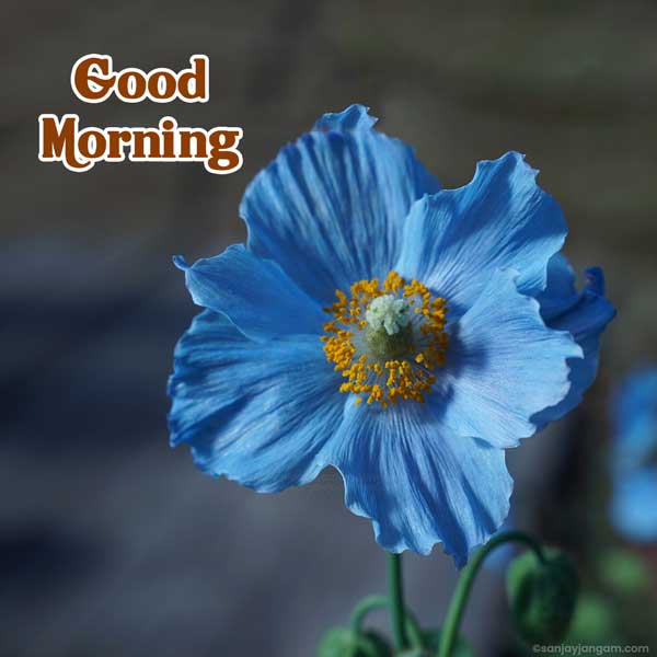 good morning family images