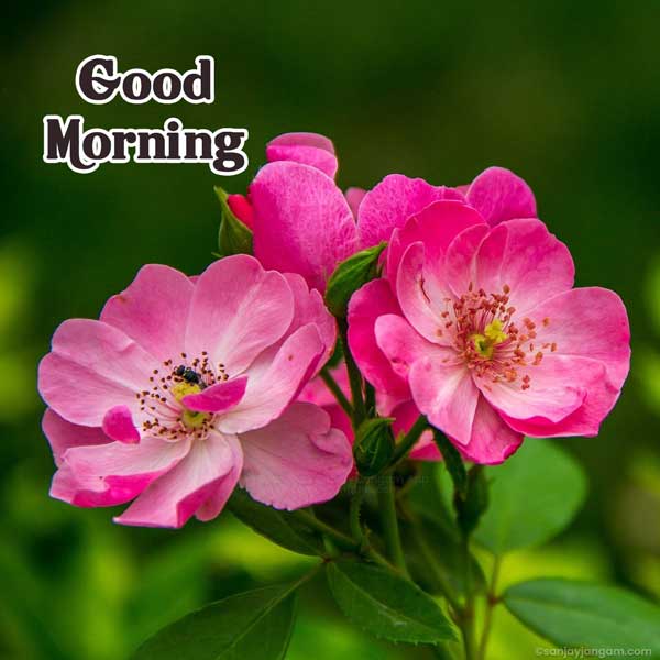 good morning flowers with messages