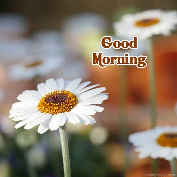 good morning flowers
