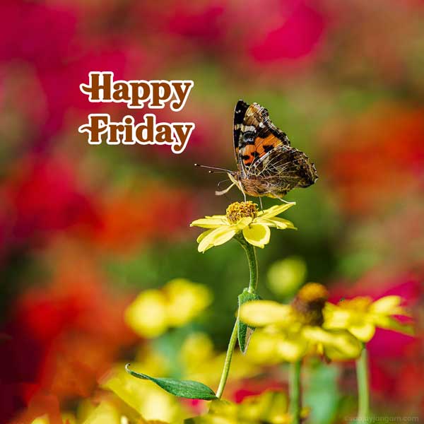 good morning friday greetings