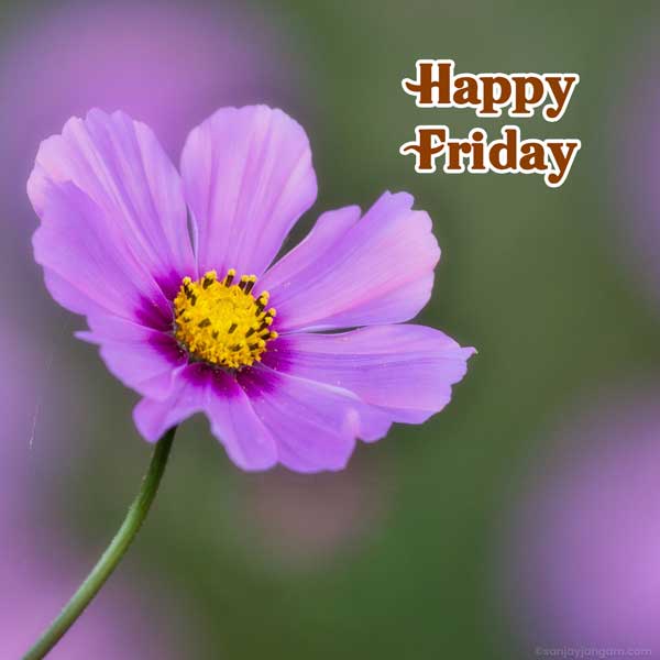 good morning friday images