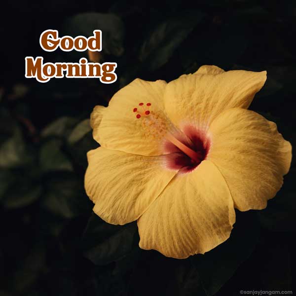 good morning greetings images