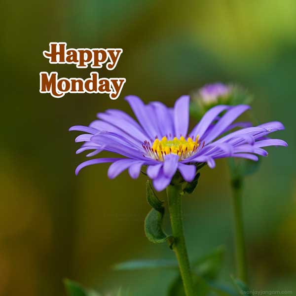 good morning happy monday images