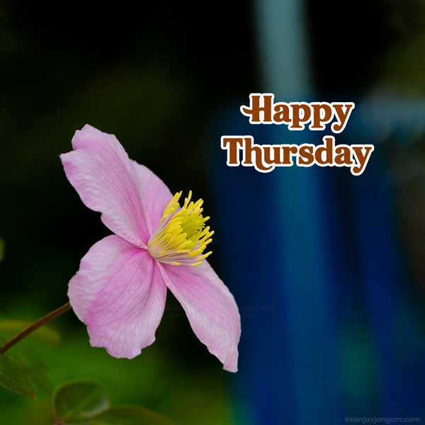 good morning happy thursday images