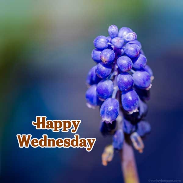 good morning happy wednesday hd images