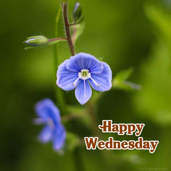 good morning happy wednesday images