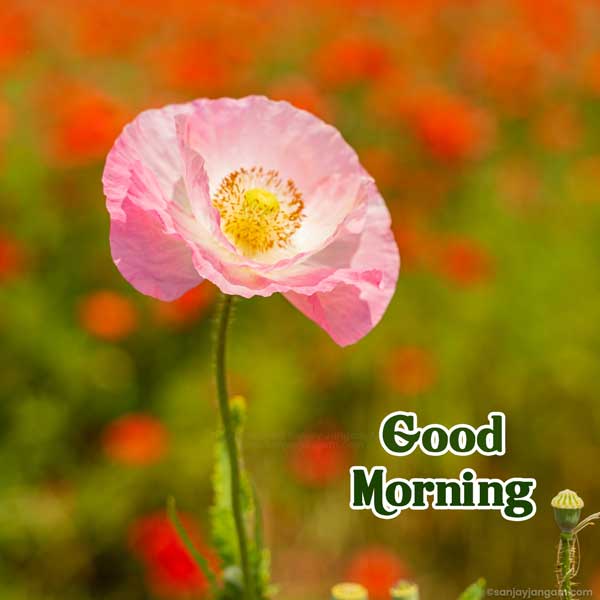 good morning have a blessed day