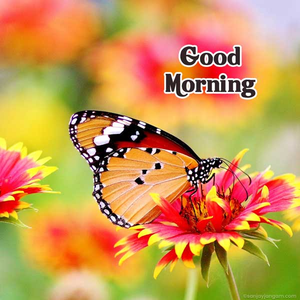 good morning have a great day